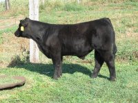 2011 Sale Calves 007.JPG