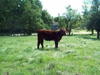 down sized cre. heifer 9-5.jpg