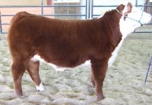steers 048.JPG