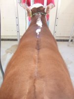steers 038.JPG