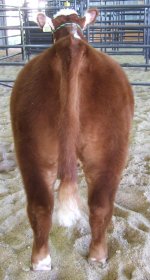 steers 053.JPG