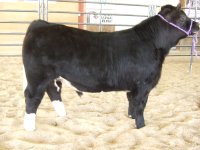 steers 058.JPG