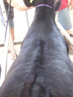 steers 040.JPG