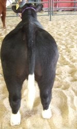 steers 064.JPG