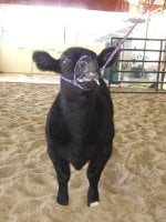steers 060.JPG