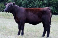 calf%20pictures%208_27%20252.jpg