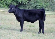 8_28%20calf%20pictures%20117.jpg