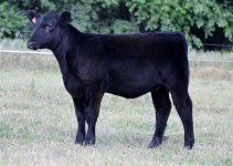 8_28%20calf%20pictures%20139.jpg