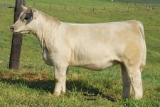 Lot-16-Uncle-Kracker-Heifer.jpg