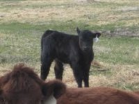 Arapahoe Calf 2 steer planet size.jpg