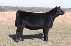 GS WRS Steelin Looks X40calf.jpg