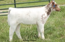 tag 18 fringe x bloodstone heifer.jpg