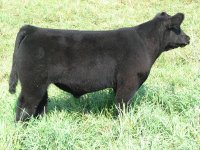 S-39%20Walks%20Alone%20Steer.jpg