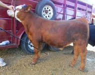 red_steer_1.jpg