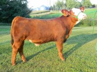 red steer 4.JPG