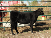 4 heifer.png