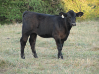 214 heifer.png