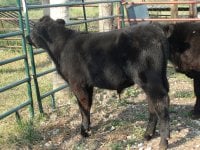 HAA Advantage X Contender  steer.JPG