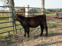 Calburta Hustler x Scarlett heifer2.png
