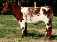 Sin-City-Steer.jpg