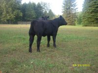 2011 calves for sale 024.jpg