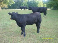 2011 calves for sale 031.jpg