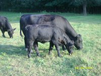 2011 calves for sale 033.jpg