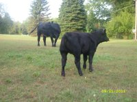 2011 calves for sale 025.jpg