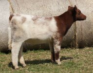 530 Heifer.jpg