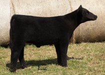 651B Steer.jpg