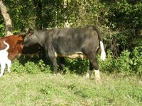 cows 9-12-11 009.JPG