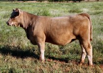 Uno Mas X  Who Made Who-Northern Improvement Heifer taken Sept 15th internet.jpg