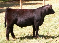 Walks Alone X Meyer 734 Steer taken Sept 16th internet.jpg