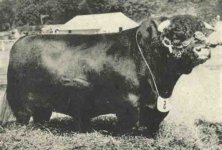 Shorthorn Bull.jpg
