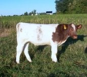 randolph co open & sale pics 004.JPG