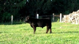 REG. SIMMY STEER (CARNAC x PB SIMM).jpg