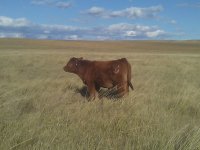 showcalves2.jpg