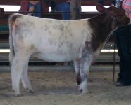 randolph co open & sale pics 001.JPG
