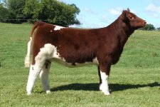 Waco heifer-50.jpg