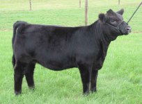 107 heifer a resize.jpg