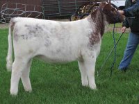 106 heifer b resize.jpg