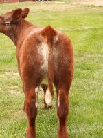 Reba's rear.JPG