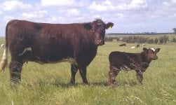 B1 and bull calf small.jpg