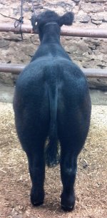 Monopoly butt.jpg