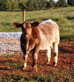 Dr. Who X Appendix Shorthorn Steer taken Sept 26th 2011 internet.jpg