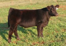 Tag 69 Walks Alone X Maximus Steer Taken Sept 26th.jpg