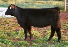 Tag 8 Sunseeker X Sim Angus taken Sept 26h.jpg