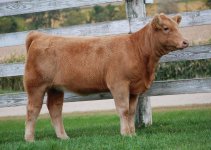 Northern Exposure Calves 060A.jpg