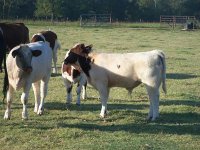 2011_calves_003_opt.jpg