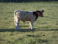 2011_calves_004_opt.jpg